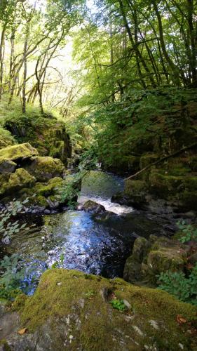 a stream in a forest with rocks and trees at Aquila Retreats in Comrie