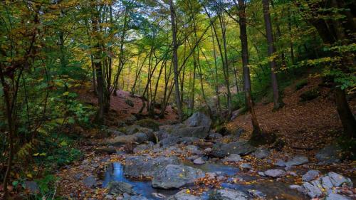 a stream in the woods with rocks and trees at La Chambre Forte in Paliseul