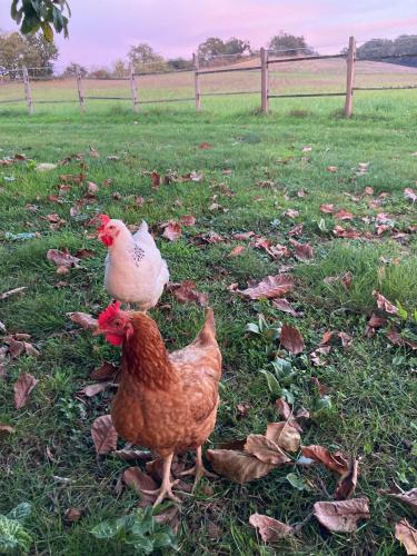 two chickens standing in the grass in a field at La Grande Maison de Migou in Larrazet