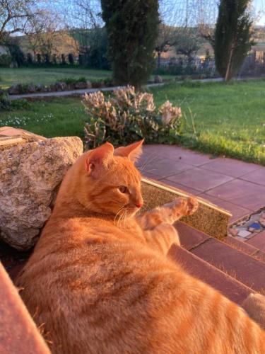 an orange cat laying on a stone wall at La Grande Maison de Migou in Larrazet