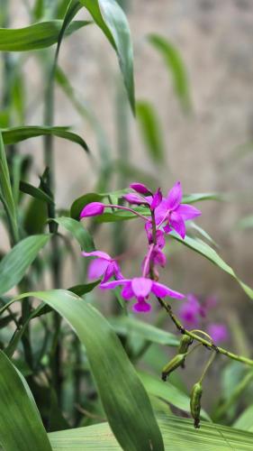 a purple flower on a plant with green leaves at Nam Pé Tày Homestay - View hồ Ba Bể in Bak Kan