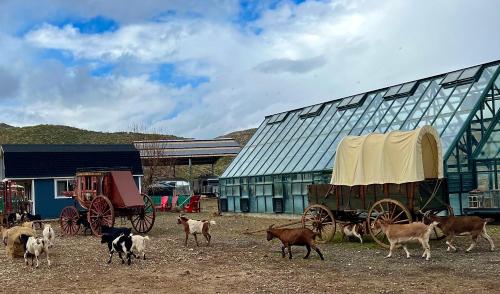 a herd of animals standing in front of a building at Rancho Grande in Ojai
