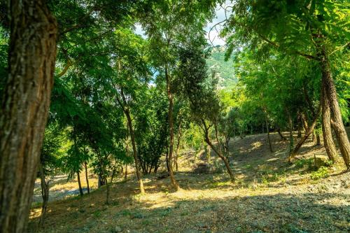 a forest of trees with a hill in the background at Villa Romantica con Bosco sulla Strada dei Vini in Chiusano di San Domenico