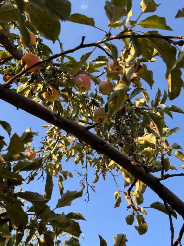 Afbeelding uit fotogalerij van Hostel Saruu in Bisjkek