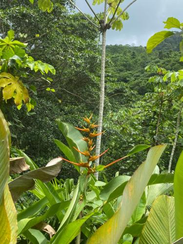 a plant with an orange flower in the middle of a forest at Casinha da Floresta in Santa Marta