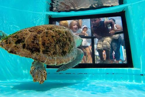 a turtle in the water with a group of people at 4br Private Guest Suite Pool Pga Beaches in Palm Beach Gardens
