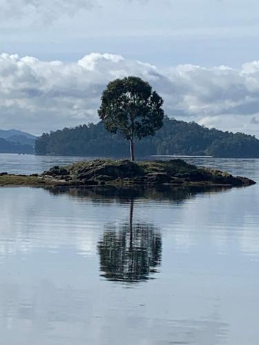 a tree on an island in the water at Noelmar II Combarro in Combarro