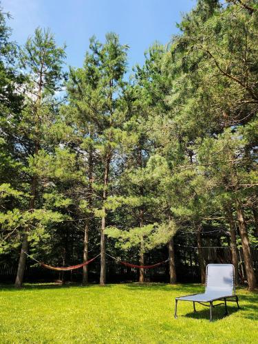 a chair sitting in the grass in front of trees at Cabana Oops Foisorul ascuns in Vama