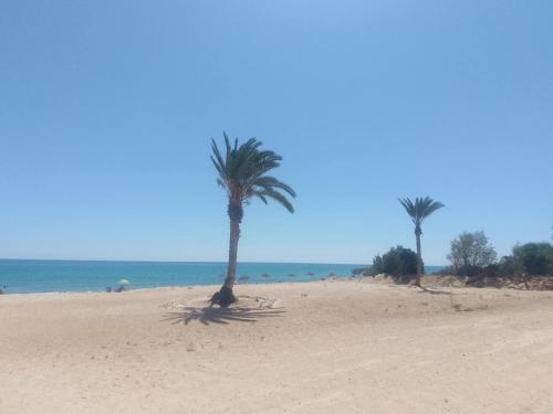 two palm trees on a sandy beach near the ocean at Noa Coast in Akouda