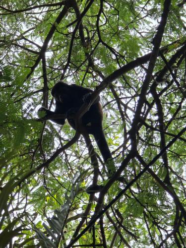 a monkey is sitting on a tree branch at Congos Hostal y Camping in Playa Hermosa