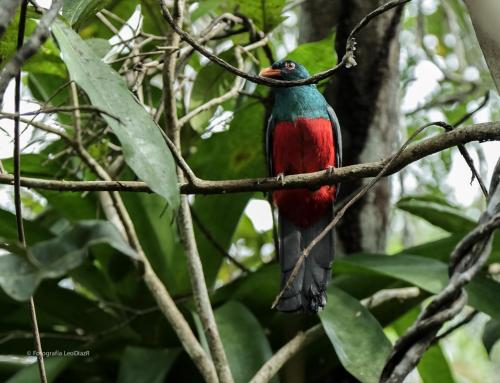 a colorful bird perched on a tree branch at Cabaña y restaurante vikana in Nuquí