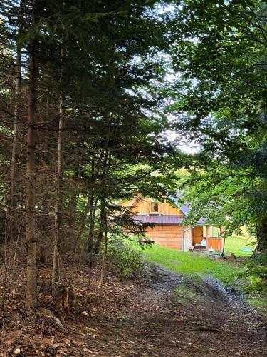 a dirt road leading to a cabin in the woods at Terenowka Bacowka in Waksmund