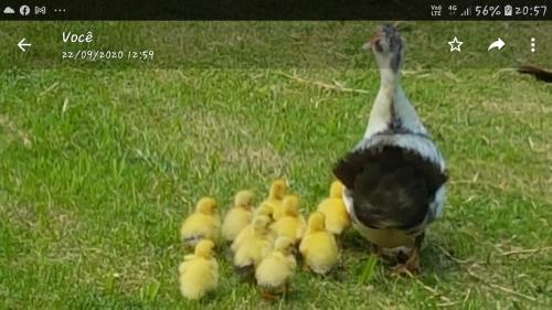 a duck with a group of ducklings in the grass at Fazenda Montanhes in Visconde De Maua
