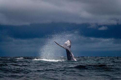 a dolphin in the ocean with its tail in the air at Casa Prana, Termales, Nuqui in Nuquí