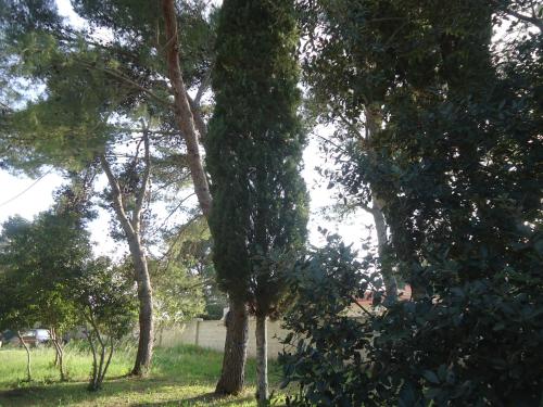 a group of trees in a grassy field at Antico Casale Il Sambuco in Manduria
