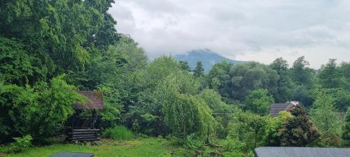 a forest of trees with a mountain in the background at dziupla in Górki Wielkie