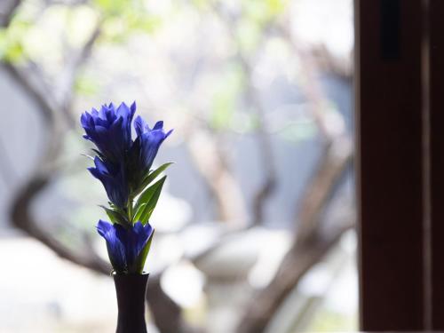 a blue flower in a vase in front of a window at Ichiboukan Hanare Kai in Kyotango