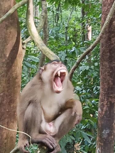 ゲストハウスの敷地内または近くにいる動物