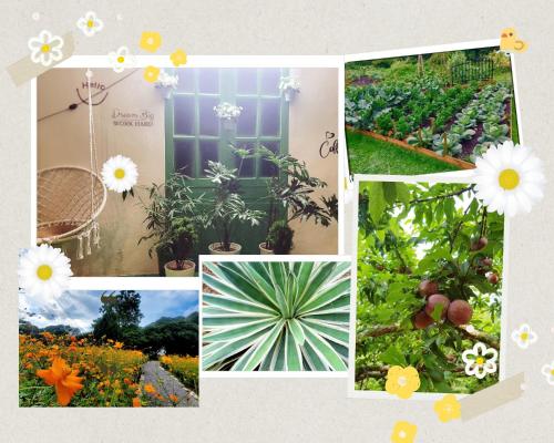 a collage of photos of a garden with flowers at Poong's Garden Mộc Châu in Mộc Châu