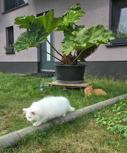 a white cat laying in the grass next to a plant at Ferienwohnung Alter Stall Burg in Burg