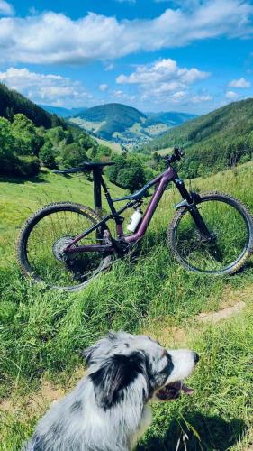 a dog laying in the grass next to a bike at Sacasa in Langenbruck