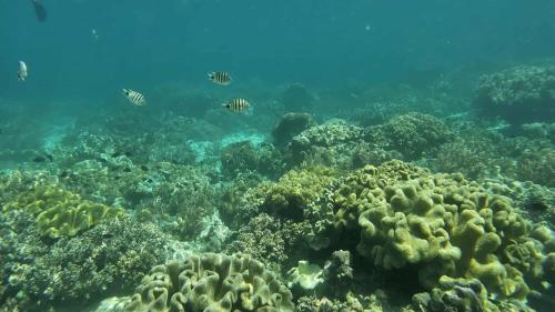 a coral reef with fish in the ocean at Eagles Nest Beach Resort in Davao City