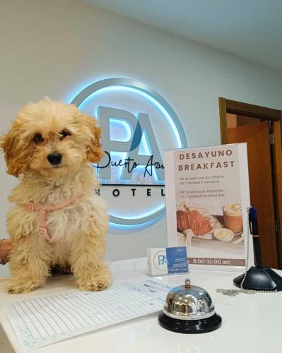 Et eller flere kæledyr der bor med gæster på Puerto Azul