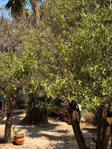a group of trees with leaves on them in a yard at Retro Groove in Palaiochora
