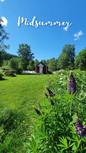 a field with purple flowers and a barn in the background at Lodge Lagom - Luxury guesthouse in Hammarstrand