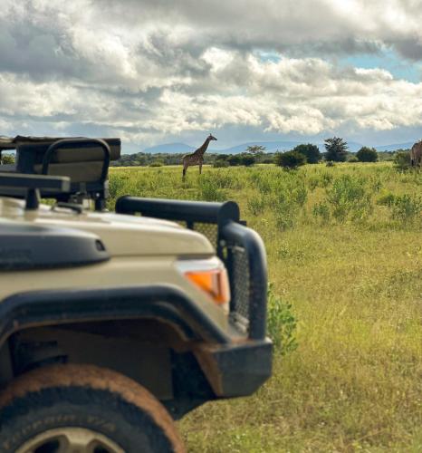 a giraffe walking in a field near a vehicle at Honeyguide Conservation Lodge in Golders Green