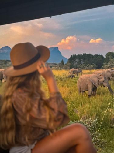a woman in a hat watching elephants in a field at Honeyguide Conservation Lodge in Golders Green