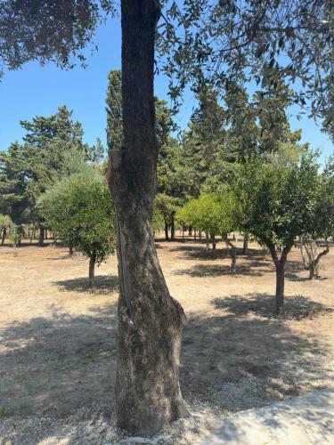 a tree in the middle of a field with trees at La casa di Giuliana in Palmi