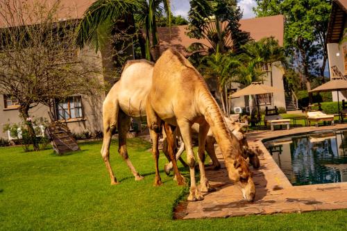 Binatang di resort atau berdekatan