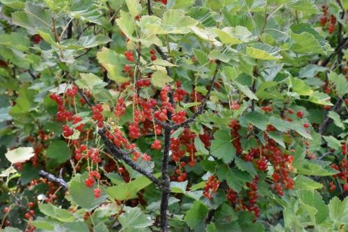 a bunch of red berries on a tree with green leaves at Chambres d'hôtes PANCHIEN in Nouzilly