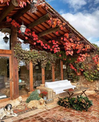 two dogs laying on a patio with a pergola with flowers at La Garriga de Castelladral in Castelladral