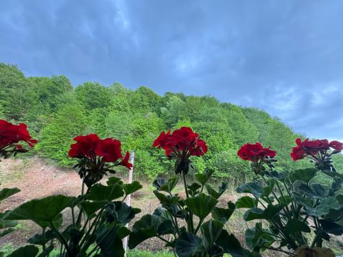 a group of red flowers in front of a mountain at Байлово SPA 