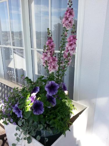 a vase filled with purple flowers on a window sill at Lush & Co Auckland Bed & Breakfast in Auckland