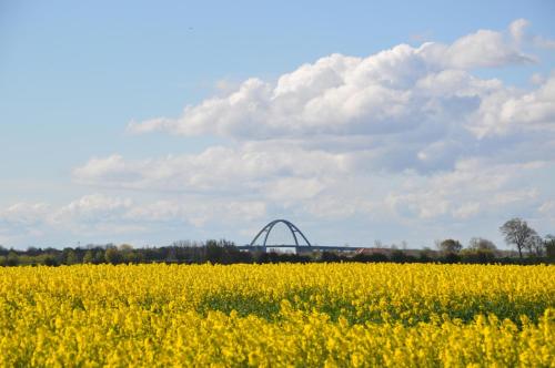 a yellow rapeseed field with a bridge in the background at Komfort-Wohnung 03 FehmarnBrise in Burg auf Fehmarn