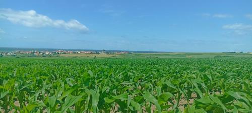 a field of green crops with a city in the background at La marine D'opale in Ambleteuse