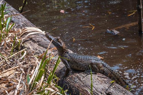 a lizard sitting on a rock near the water at El Jardin Lodge & Spa in Puerto Misahuallí