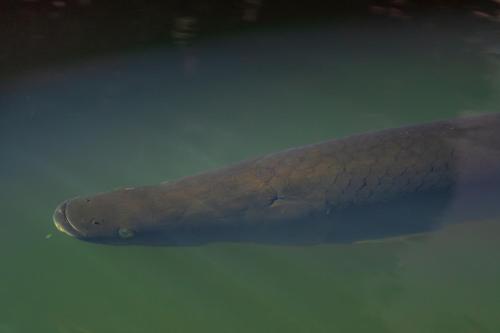 a fish is swimming in the water at El Jardin Lodge & Spa in Puerto Misahuallí