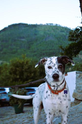 a dalmatian dog on a leash standing at Moinho do Zorrão in Manteigas