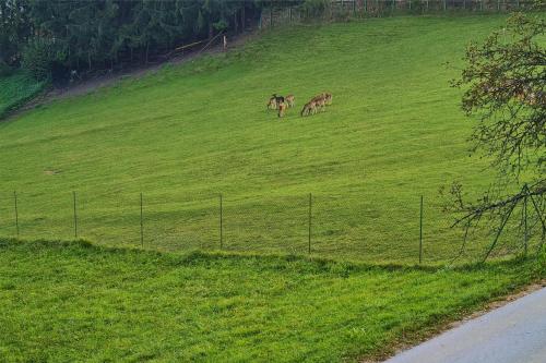 two horses are grazing in a green field at Apartments Pajek & Pajčevina on the Hayrack in Dobje pri Lesičnem