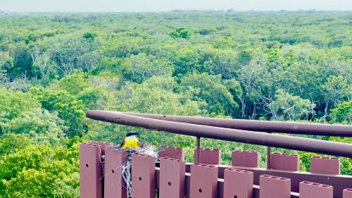 a yellow bird sitting on the edge of a balcony at Jungle Guardian - Rooftop Pool & Beach Club in Zona Hotelera Tulum in Tulum