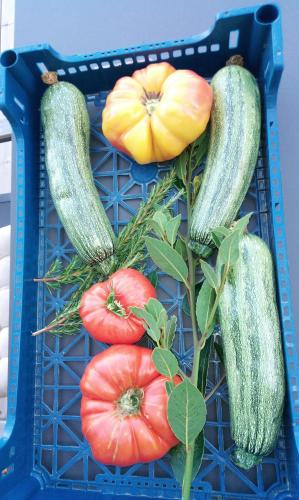 a blue basket with cucumbers and other vegetables at La Ferme Du Maquis in Antisanti