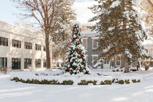 a christmas tree in the snow in front of a building at Homestead Resort in Midway