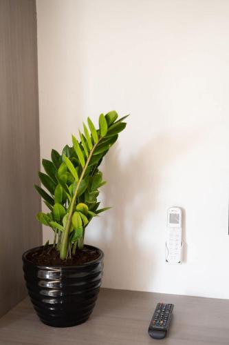 a plant sitting on a table next to a remote control at Residencia Galicia Family in Guadalajara