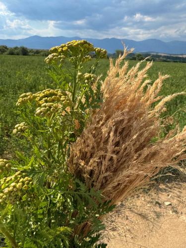 a plant with tall grass in a field at Stenata LightWill in Banya