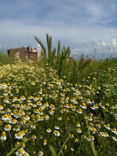 a field of yellow and white flowers in a field at Stenata LightWill in Banya