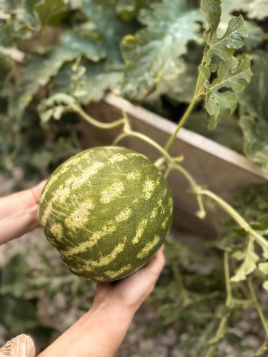 a person holding a green melon on a plant at Casa As Fontes in Porqueirós